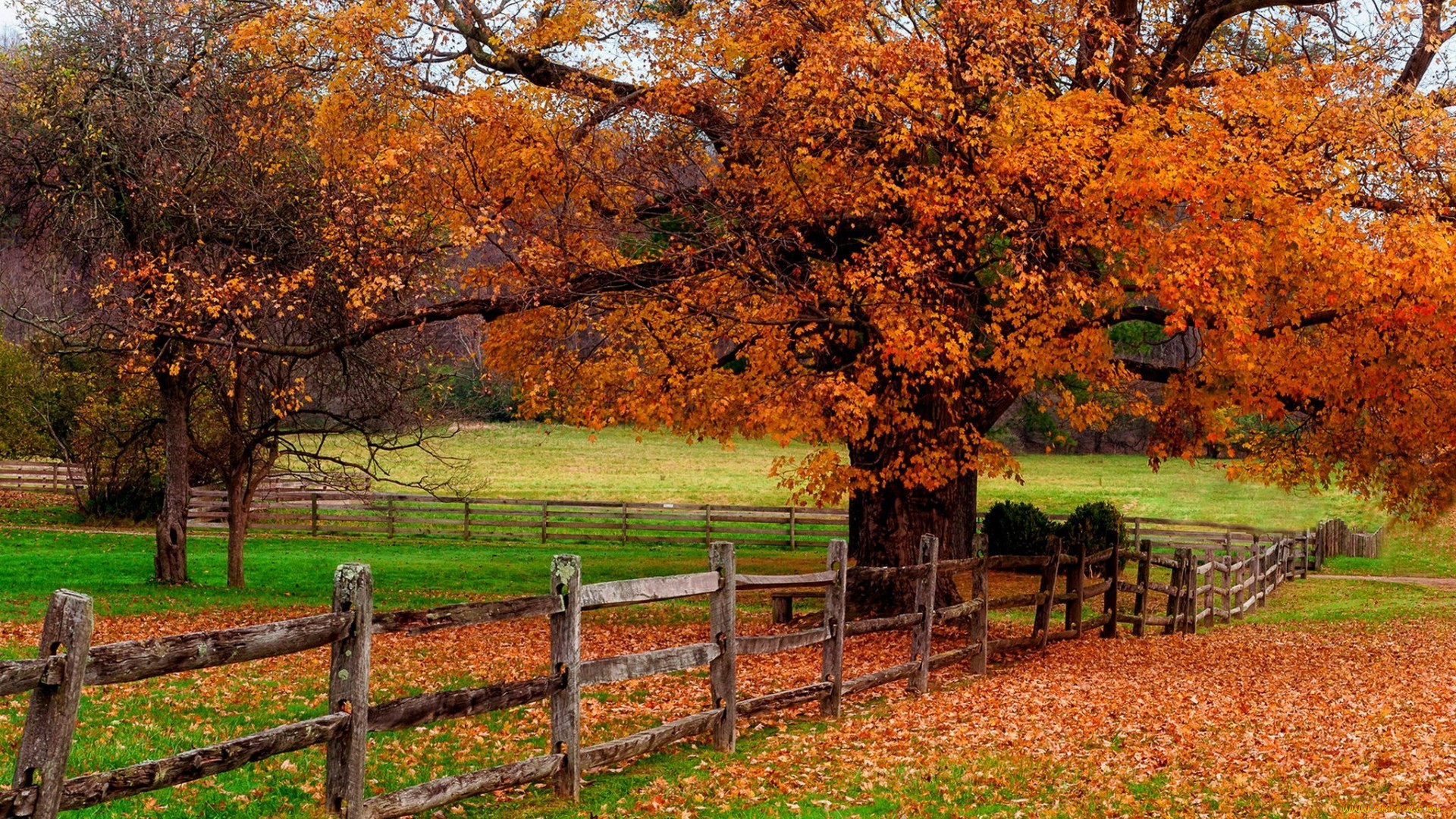 , , nature, trees, leaves, colorful, road, path, autumn, fall, colors, walk, , , 